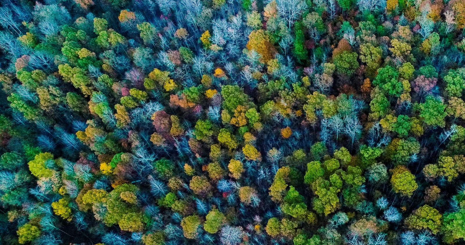 Aerial view straight down onto treetops in fall color in Alamance County